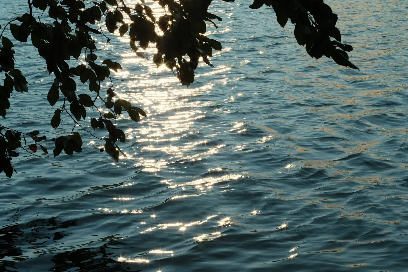 Light reflected on water beneath leafy branches
